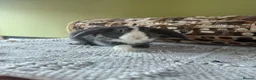 Mini Lop rabbits for sale: Gorgeous Mini Lops - LEAVE ASAP - Advert 3