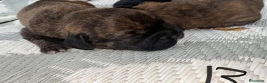French Bulldog 1