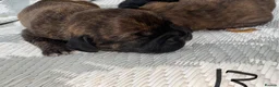 French Bulldog dogs for sale: Beautiful French Bulldog puppies - Advert 8