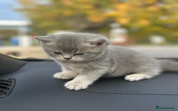 British Shorthair cats for sale: British Shorthair kittens  - Image 4