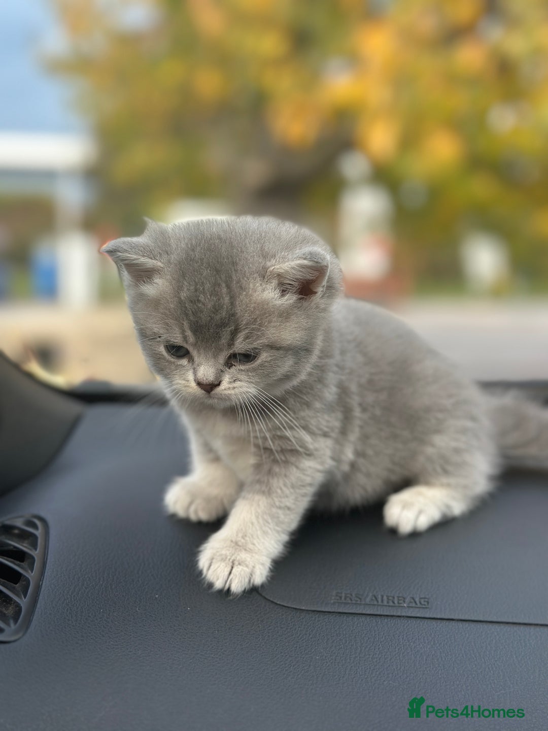 British Shorthair cats for sale: British Shorthair kittens  - Image 4