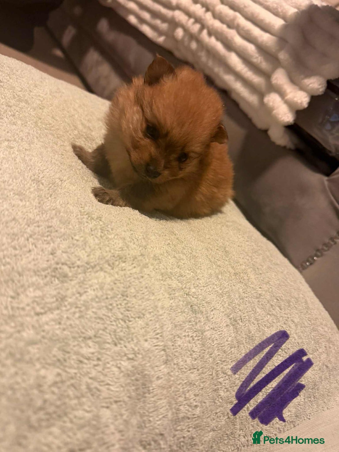 Pomeranian dogs for sale: Beatiful Pomeranian pups - Advert 1