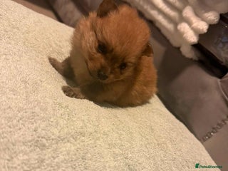 Pomeranian dogs Beatiful Pomeranian pups - Advert 3