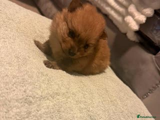 Pomeranian dogs Beatiful Pomeranian pups - Advert 4