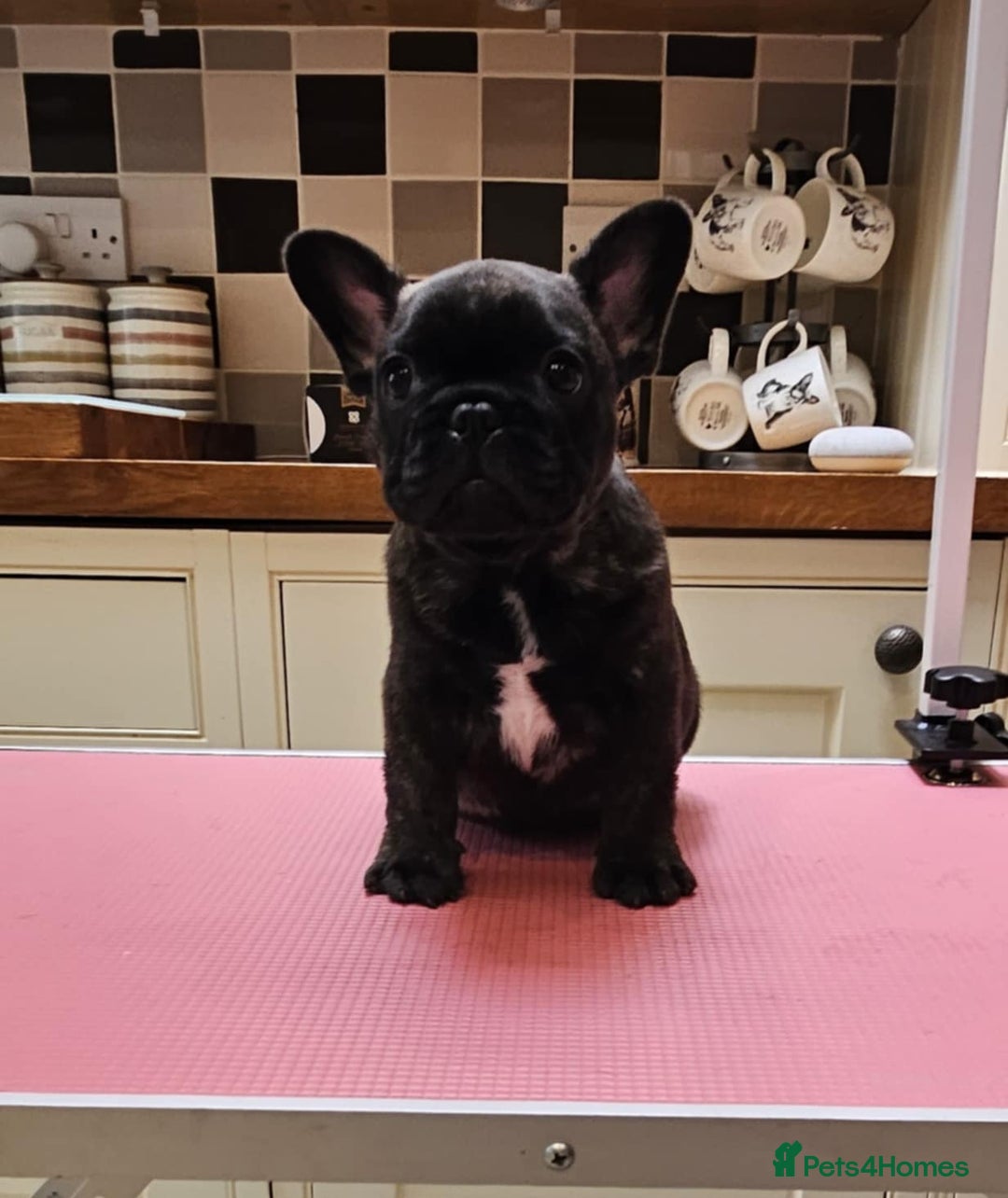 French Bulldog dogs for sale: Champion bred French Bulldog puppies - Image 13