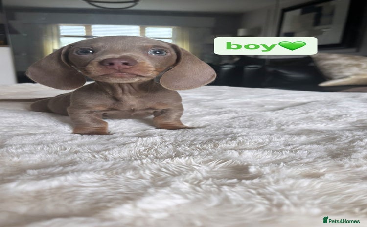 Miniature Dachshund dogs - Advert 7