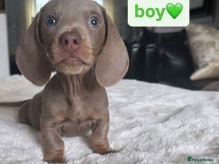 Miniature Dachshund dogs - Advert 11