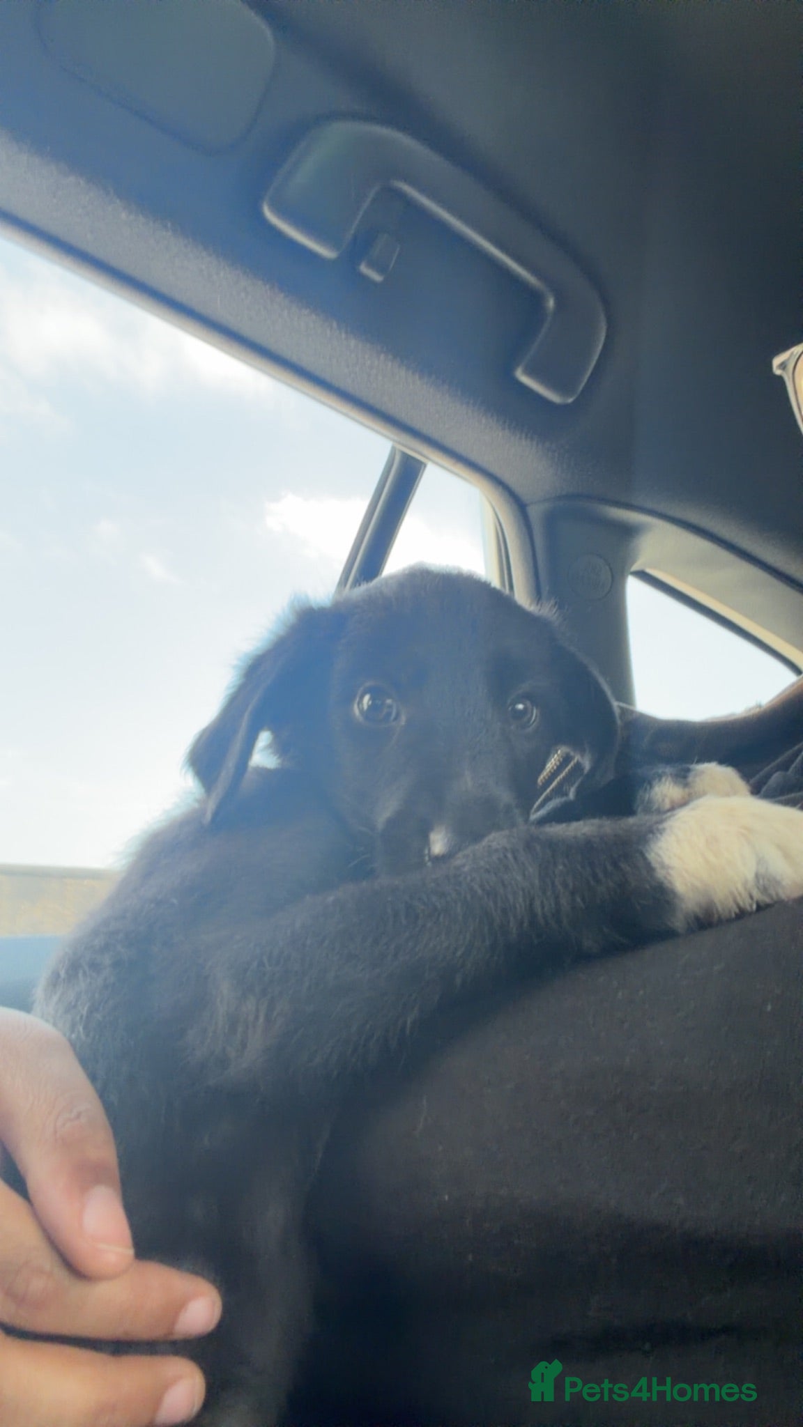Mixed Breed dogs 10 week old male puppy for sale  - Advert 8