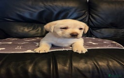 Labrador Retriever dogs for sale: Labrador - Advert 2