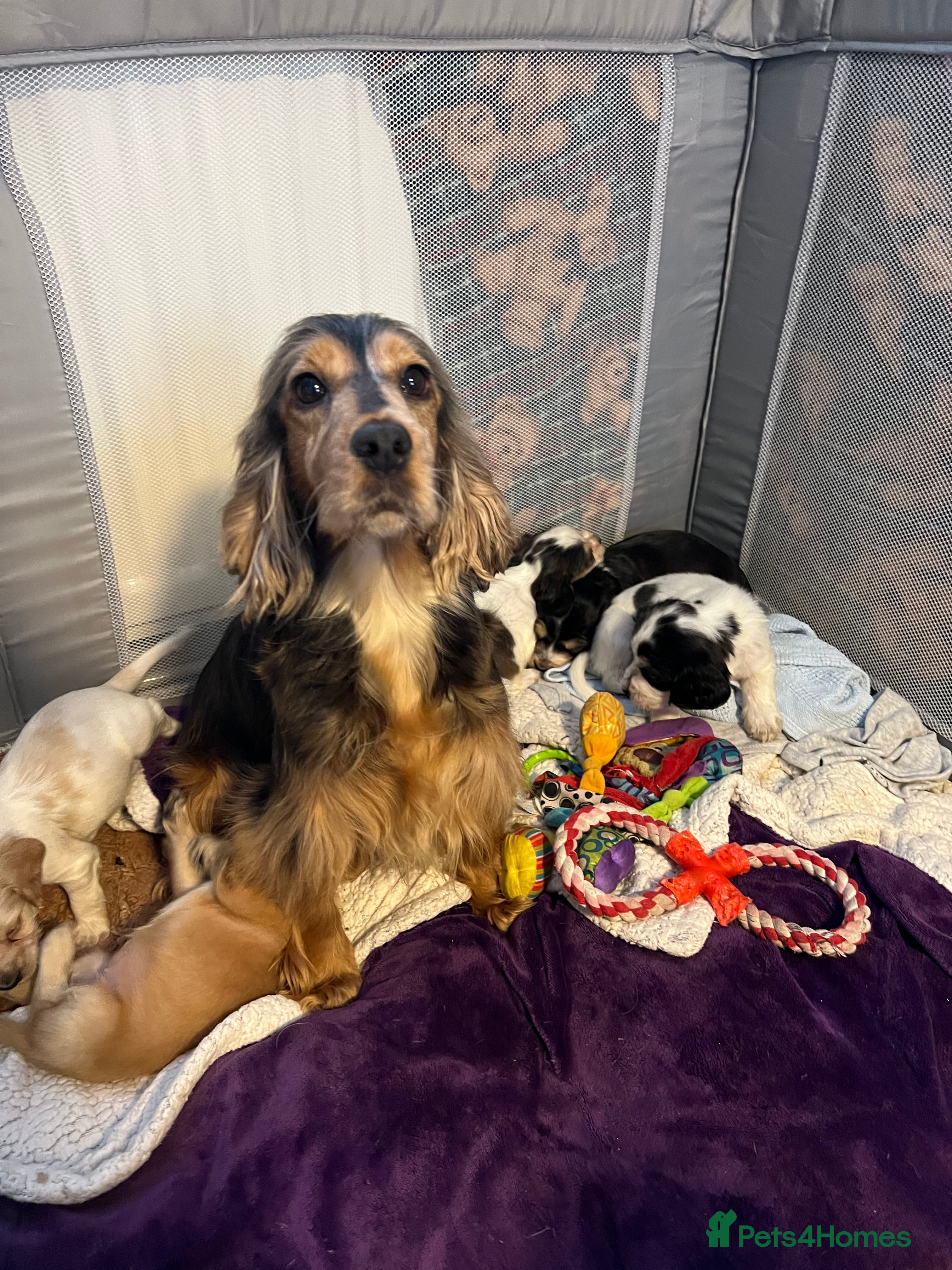 Cocker Spaniel dogs for sale: Show type cocker spaniel puppies - Advert 1