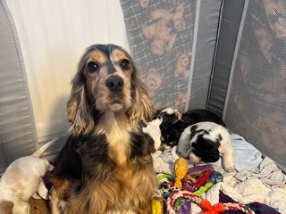 Cocker Spaniel dogs Show type cocker spaniel puppies - Advert 7