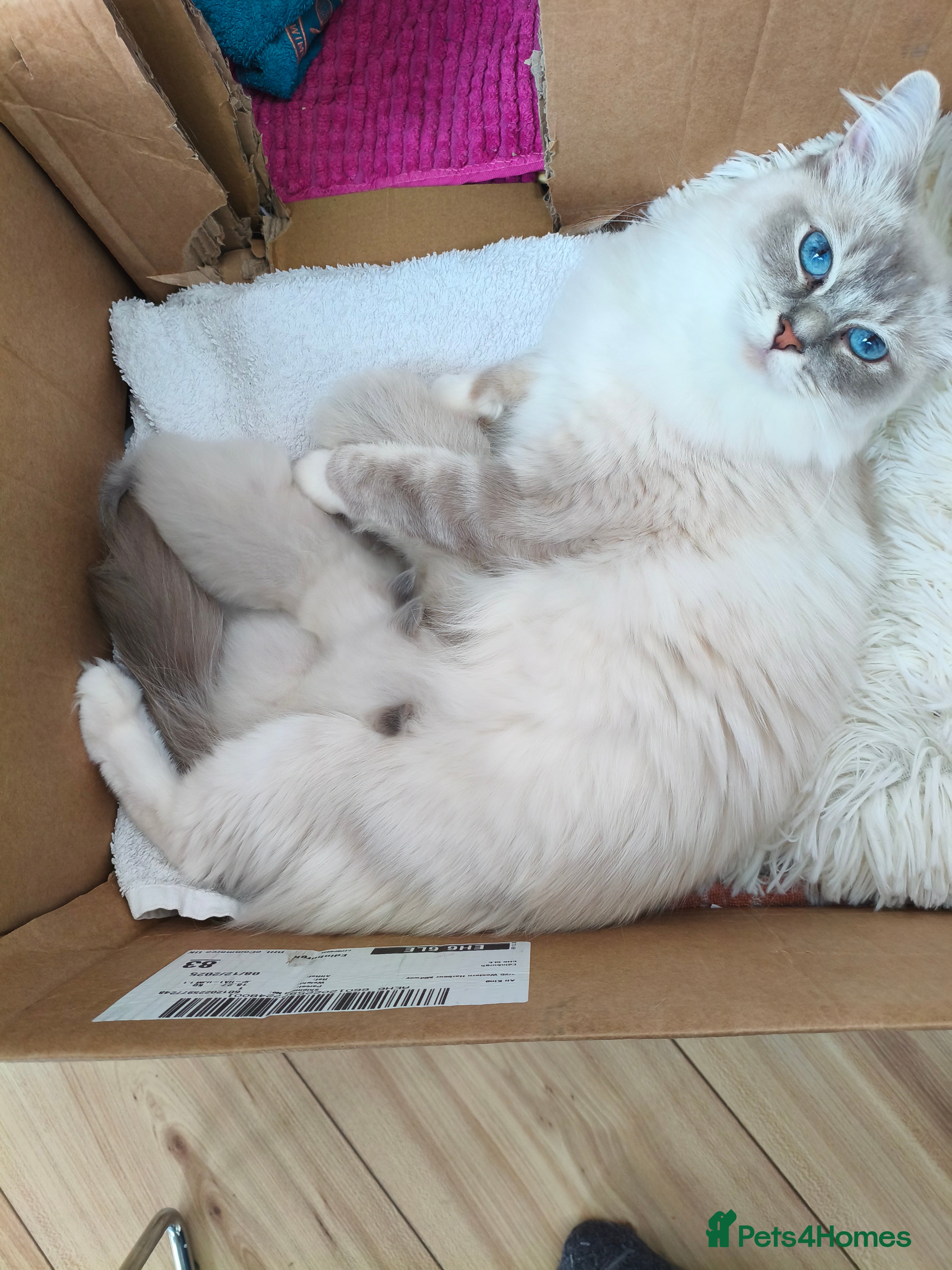 Ragdoll cats 3 Ragdoll Kittens for sale  - Advert 1