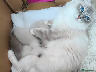 Ragdoll cats 3 Ragdoll Kittens for sale - Advert 1