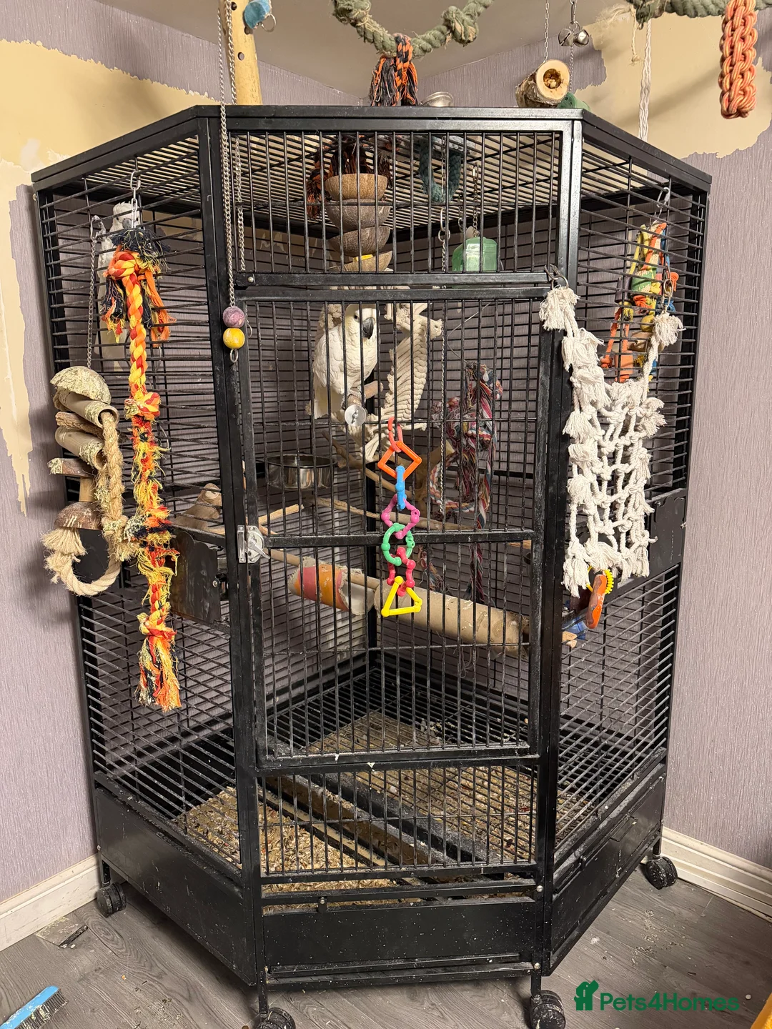 Cockatoo birds for sale: Two sulphur crested cockatoo's in Ashford - Advert 2