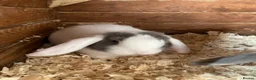 Mini Lop rabbits for sale: Purebred mini lops  - Advert 1