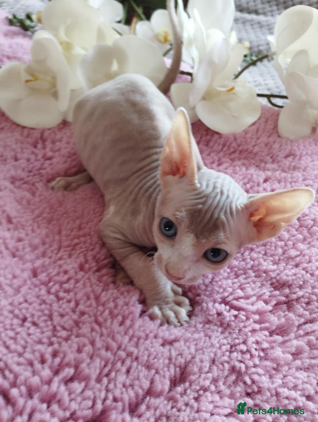 Sphynx cats for sale: Beautiful sphinx kittens - Image 6