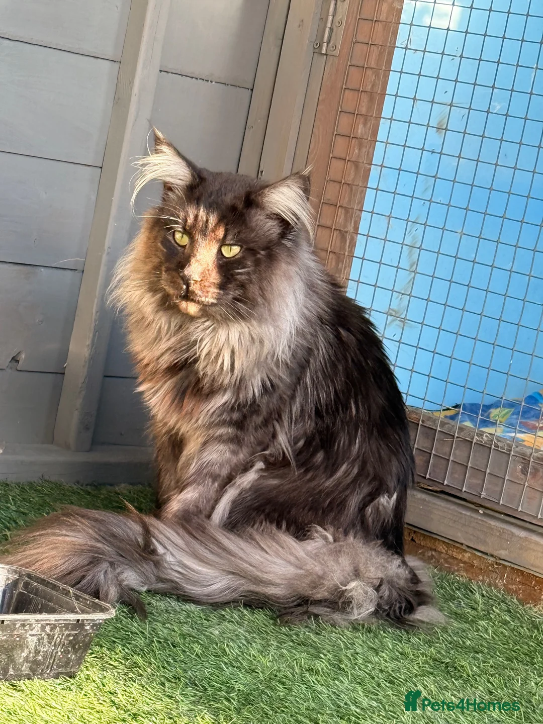 Maine Coon cats for stud: TICA registered Black Smoke stud  - Advert 4