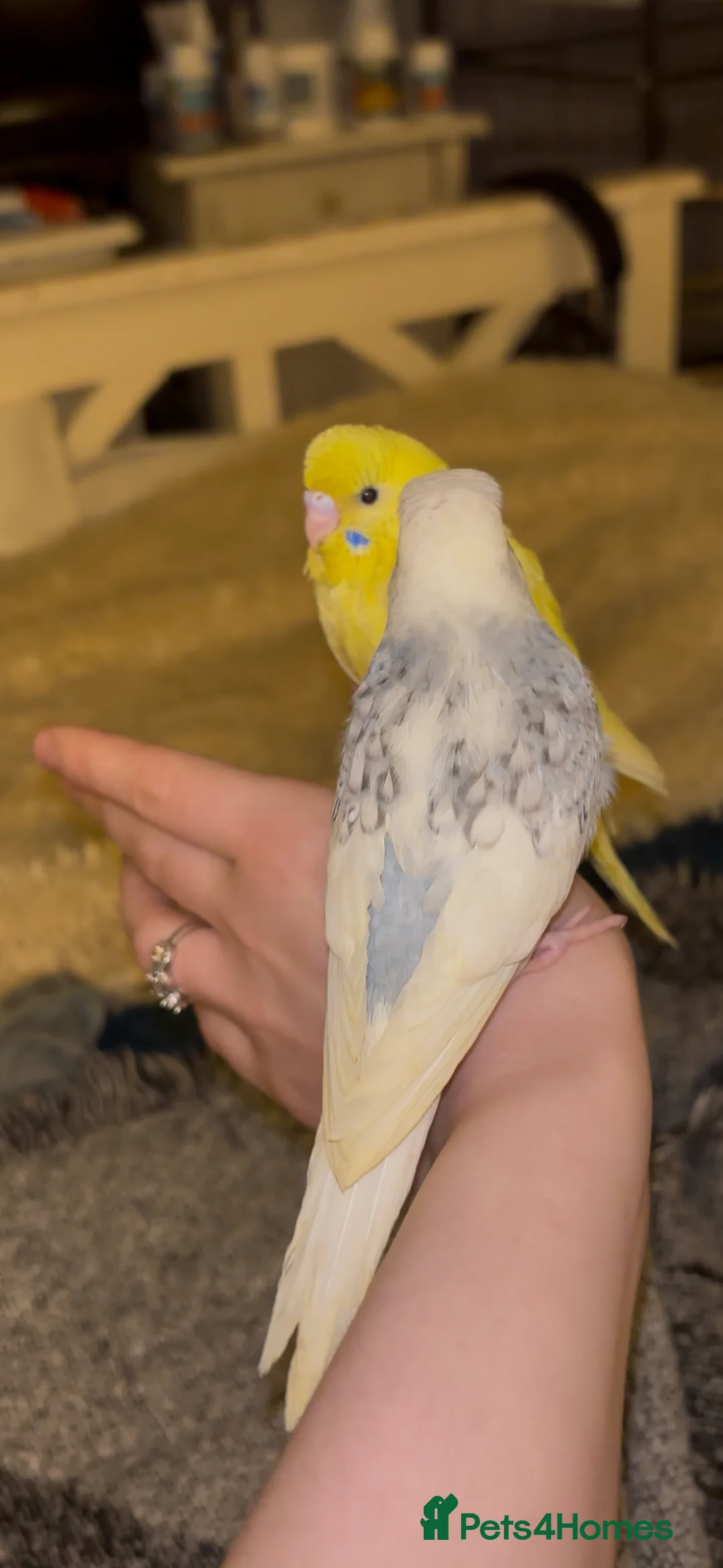 Budgerigars birds for sale: Hand reared, hand tame budgies - Advert 4