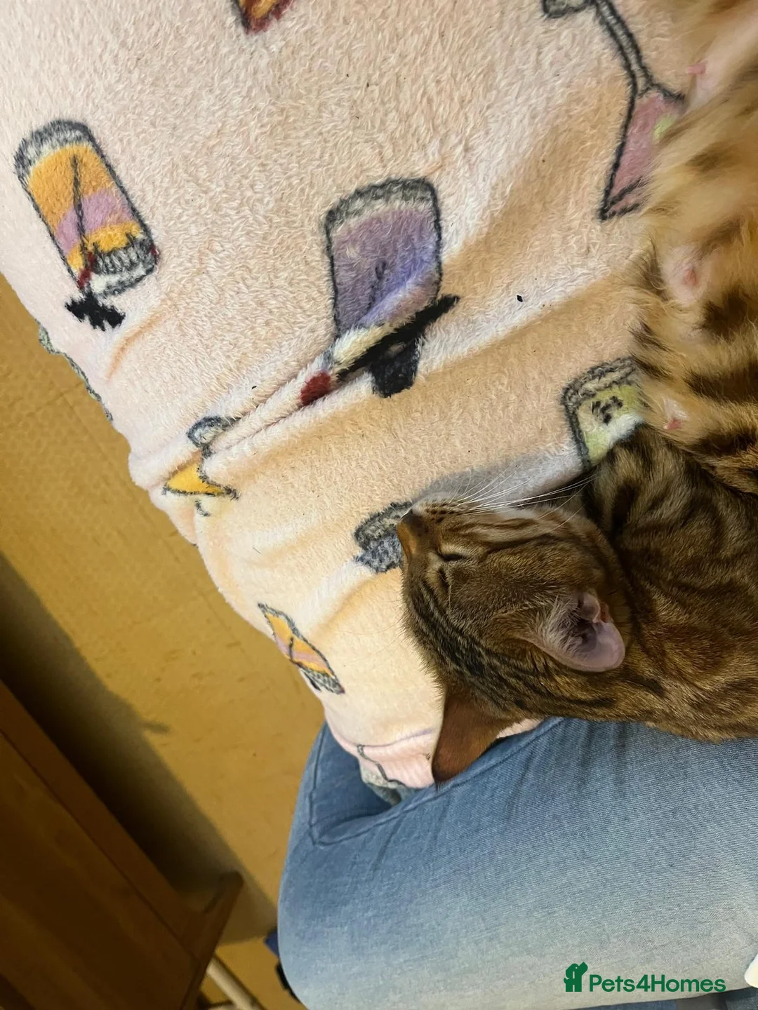 Mixed Breed cats for sale: Bengal x kittens  - Advert 7