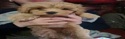 Maltipoo dogs for sale: ONLY 1 girl left READY NOW - Advert 2