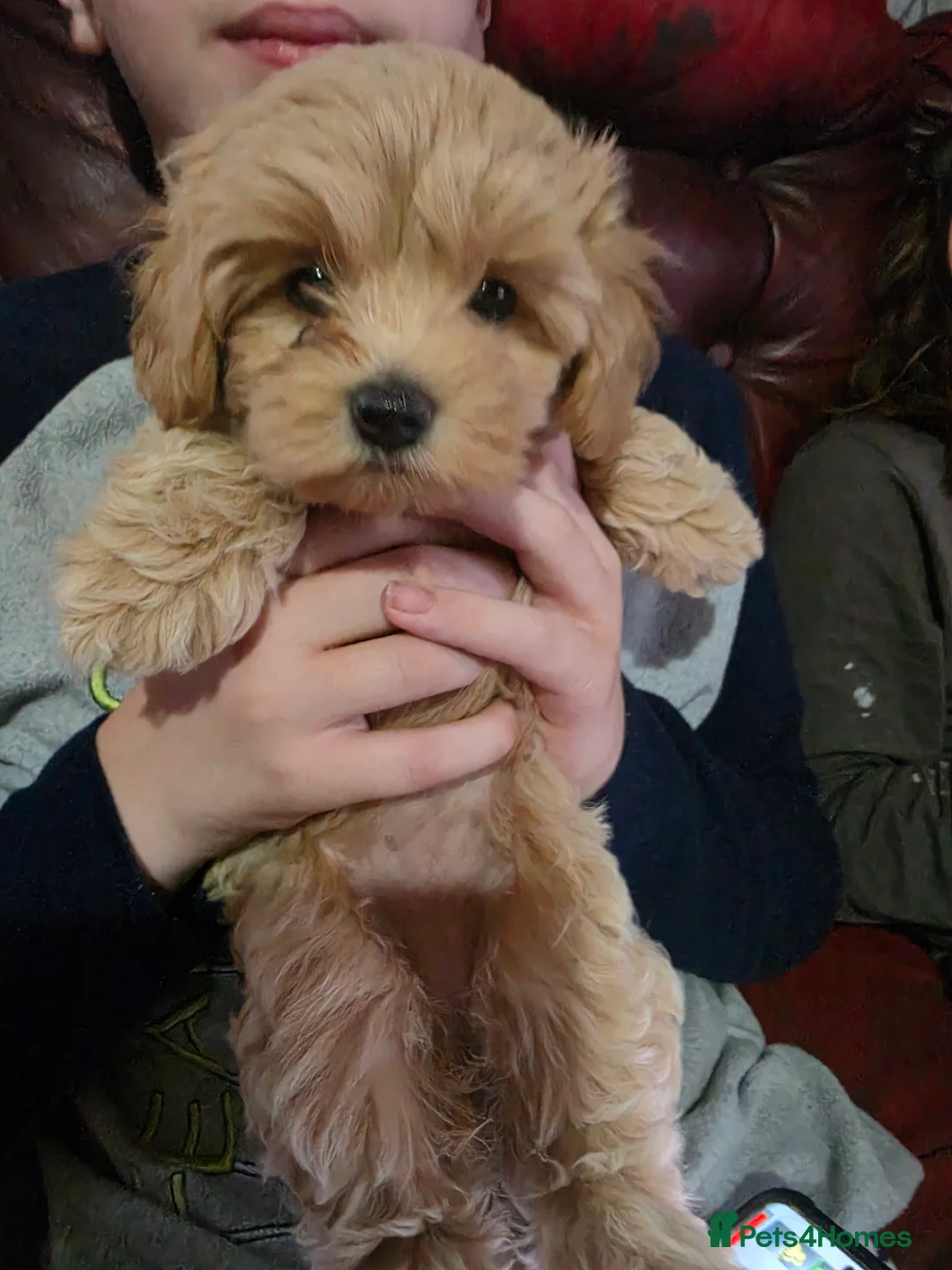 Maltipoo dogs for sale: ONLY 1 girl left READY NOW - Advert 2