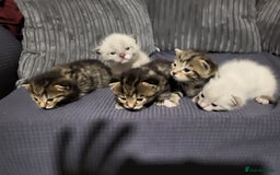 Mixed Breed cats for sale: Kittens for sale - Image 3