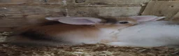 Mini Lop rabbits for sale: Baby lops - Advert 8