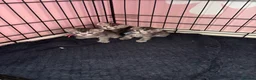 Bengal cats for sale: Bengal mix kittens  - Advert 11
