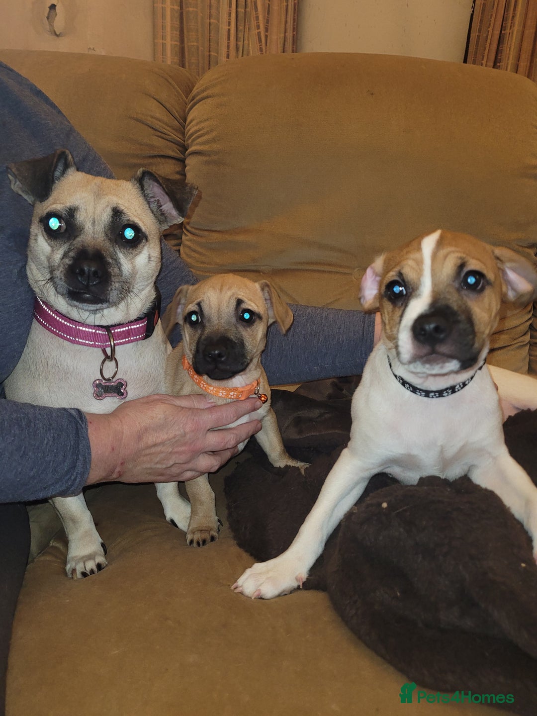 Jug dogs for sale: 15 week old brother and sister Jug puppies  - Advert 10