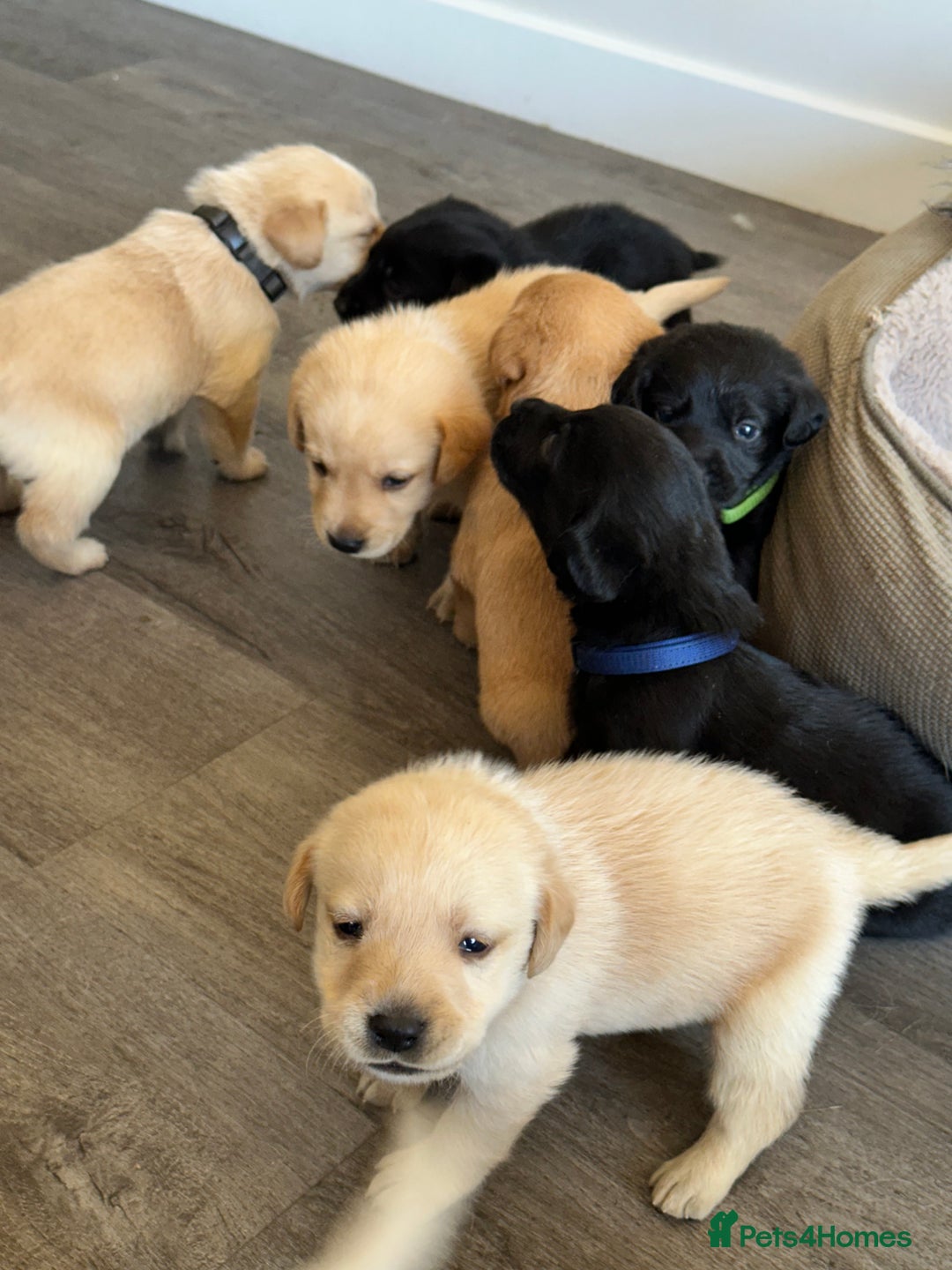Labrador Retriever dogs for sale: Health tested kc reg puppies  - Image 5