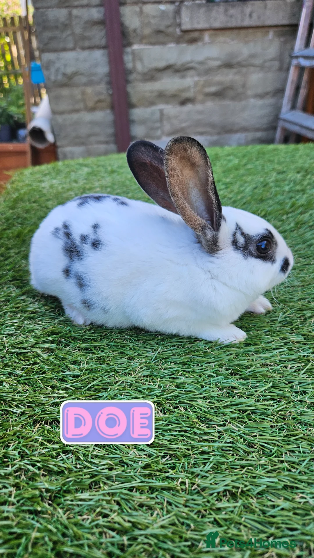 Rex rabbits for sale: Rex & Mini Rex Kits Available - Advert 12