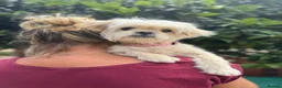 Mixed Breed dogs for adoption: Tinnie Winnie Valentina - Advert 3