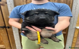 German Shepherd dogs for sale: KC FEMALE GSD PUPPIES - Image 18