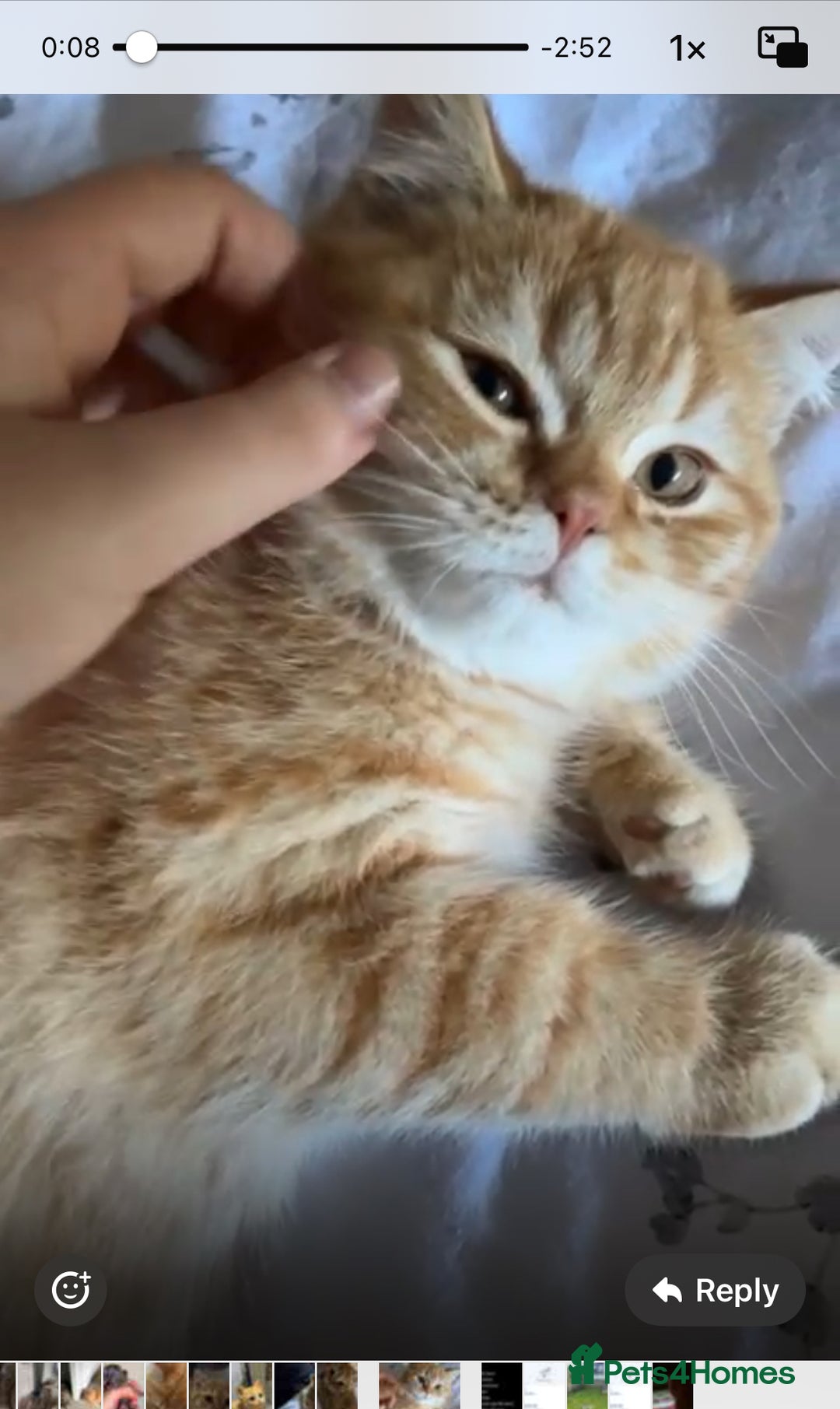 British Shorthair cats for sale: Beautiful rare colour British Shorthair  - Image 6