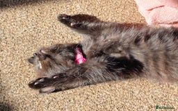 Ragdoll cats for sale: Ragdoll dad Persian cross mum - Image 2