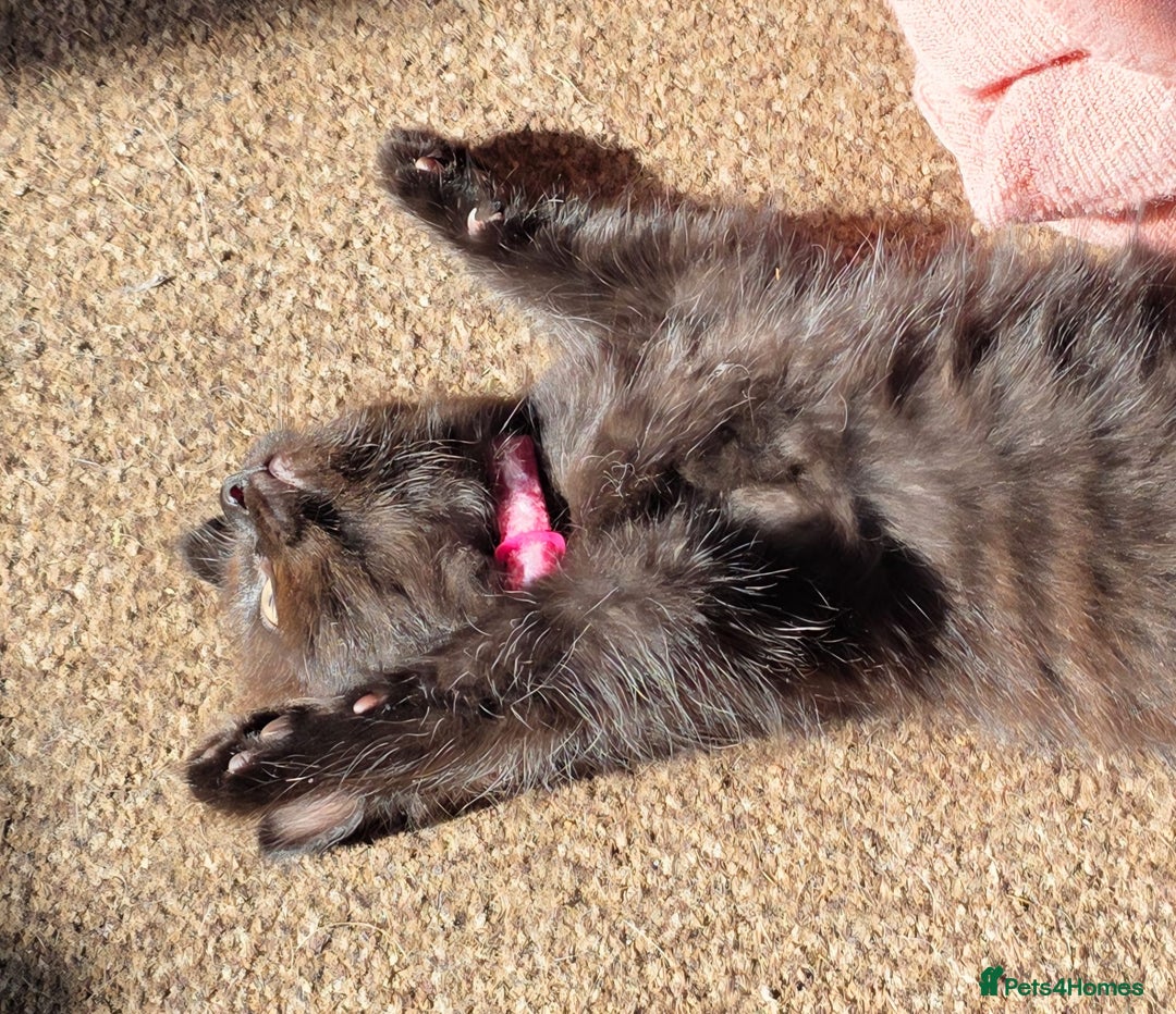 Ragdoll cats for sale: Ragdoll dad Persian cross mum - Image 2