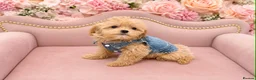 Maltipoo dogs for sale: 🥰 UNIQUE LOVE Tiny Asian Maltipoo 🥰 - Advert 2
