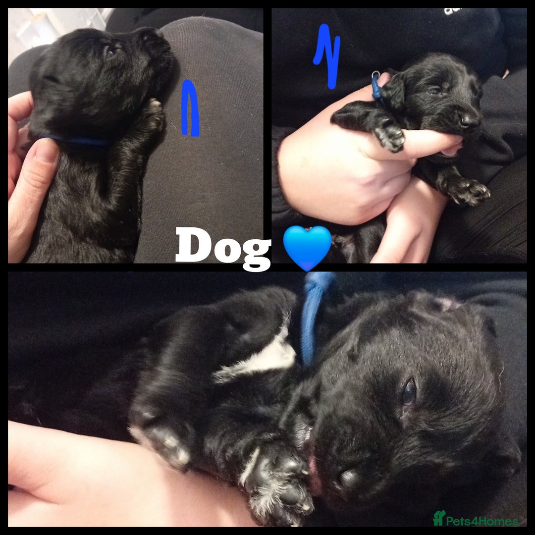 Mixed Breed dogs for sale: Greyhound x Bedlington terrior pups - Image 3