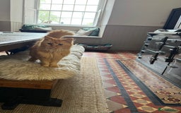 Maine Coon cats for sale: Beautiful Maine Coon X looking for a new home  - Image 4