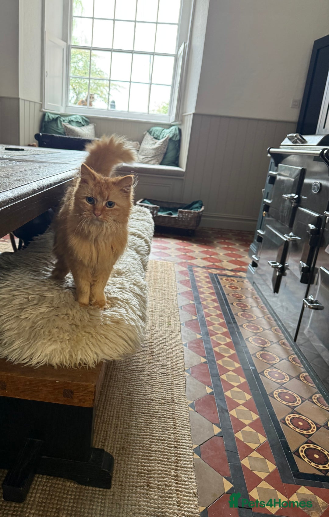 Maine Coon cats for sale: Beautiful Maine Coon X looking for a new home  - Image 4
