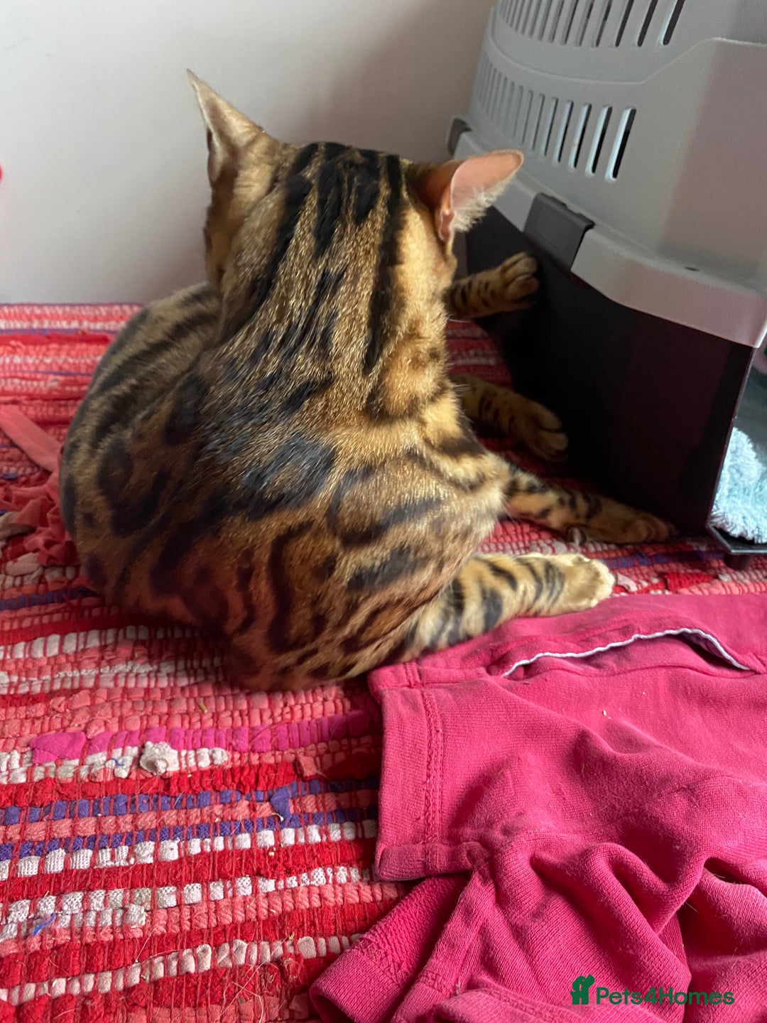 Bengal cats for sale: Loving 1year old male bengal - Advert 5