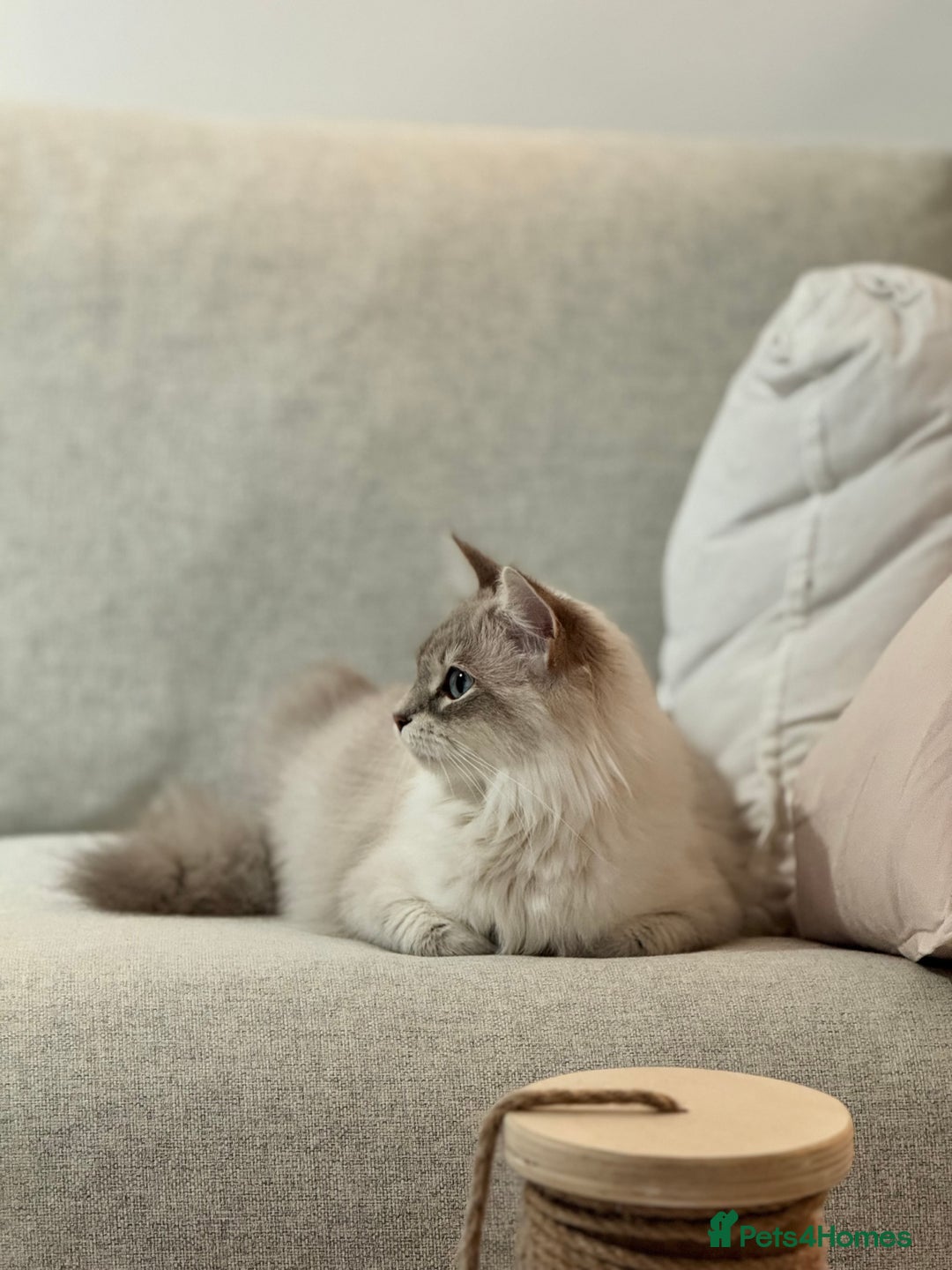 Siberian cats for sale: Little Fluffy Hypoallergenic Siberian Babies 🐾 - Advert 14