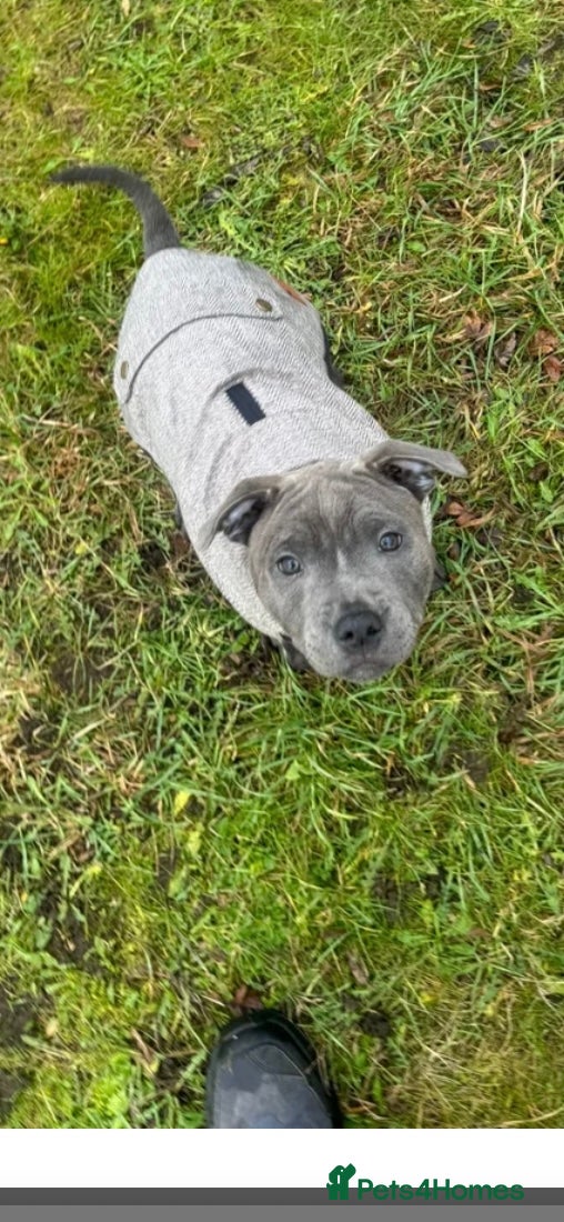 Staffordshire Bull Terrier dogs 🏆 CHAMPION BLUE BITCH READY TO LEAVE 🏆 - Advert 8