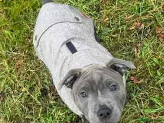 Staffordshire Bull Terrier dogs 🏆 CHAMPION BLUE BITCH READY TO LEAVE 🏆 - Advert 8