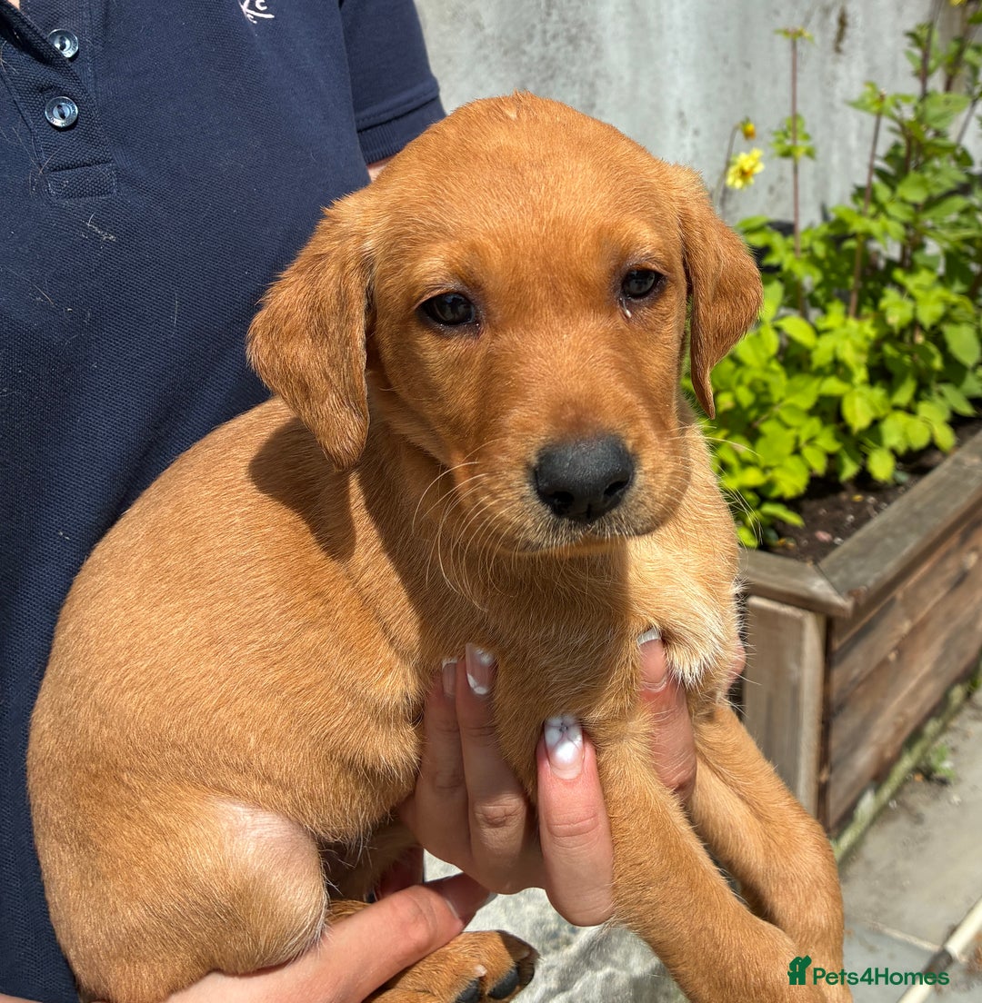 Labrador Retriever dogs for sale: Five ⭐️Council Registered Breeders litter of Labs - Image 9
