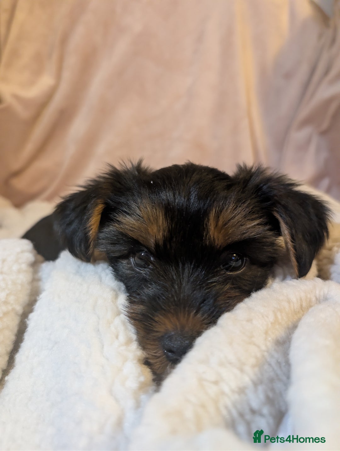 Yorkshire Terrier dogs for sale: Yorkshire Terriers ready for new home  - Advert 16