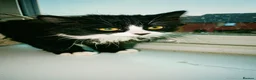 British Longhair cats for sale: Fluffy longhair kittens in Norwich - Advert 4