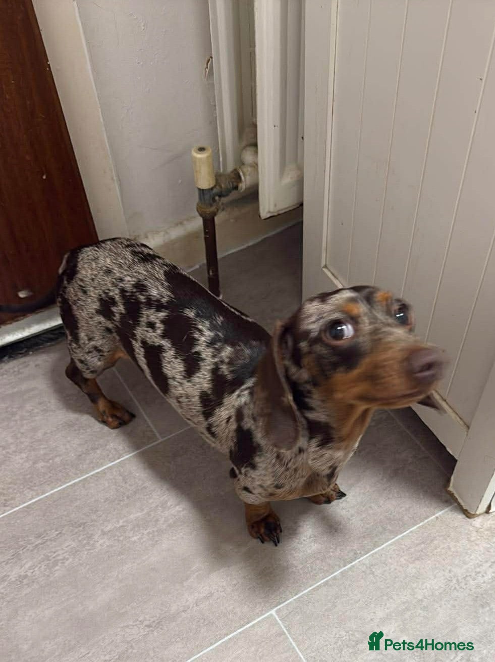Miniature Dachshund dogs Miniature Dachshund  - Advert 2