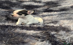 Chihuahua dogs for sale: Chihuahua puppy’s  - Image 28