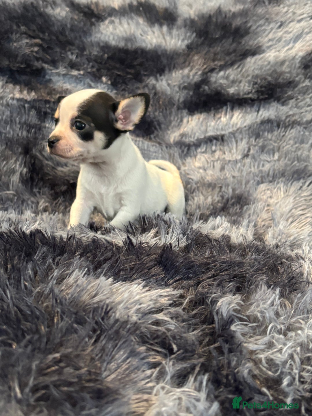 Chihuahua dogs for sale: Chihuahua puppy’s  - Image 28
